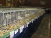 /album/kepgaleria-nemzeti-premesallat-kiallitas-2014/img-5326-jpg/