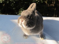 /album/szines-torpe/img-6292-jpg/