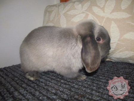 Baileys- BAK -Belgium saját behozatal