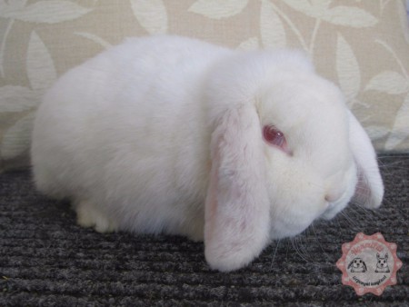 Fraise-BAK - Belgium -sajátbehozatal