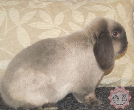 Bourbon- BAK2- Belgium- saját behozatal