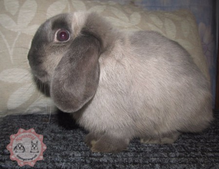 NATI - nőstény -saját tenyésztés 2015