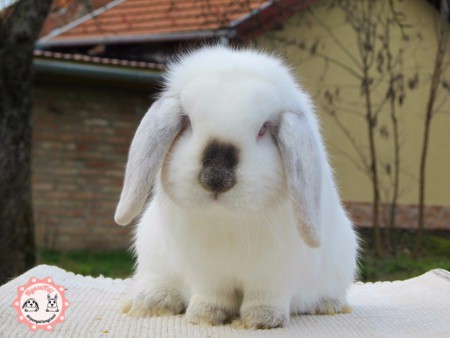 Batida BAK saját tenyésztés