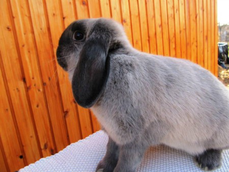 Roger Rabbit BAK -Ausztria-saját behozatal